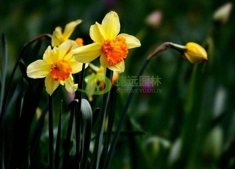 冬季花卉病蟲防治措施