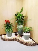 植物租擺