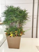 植物租擺